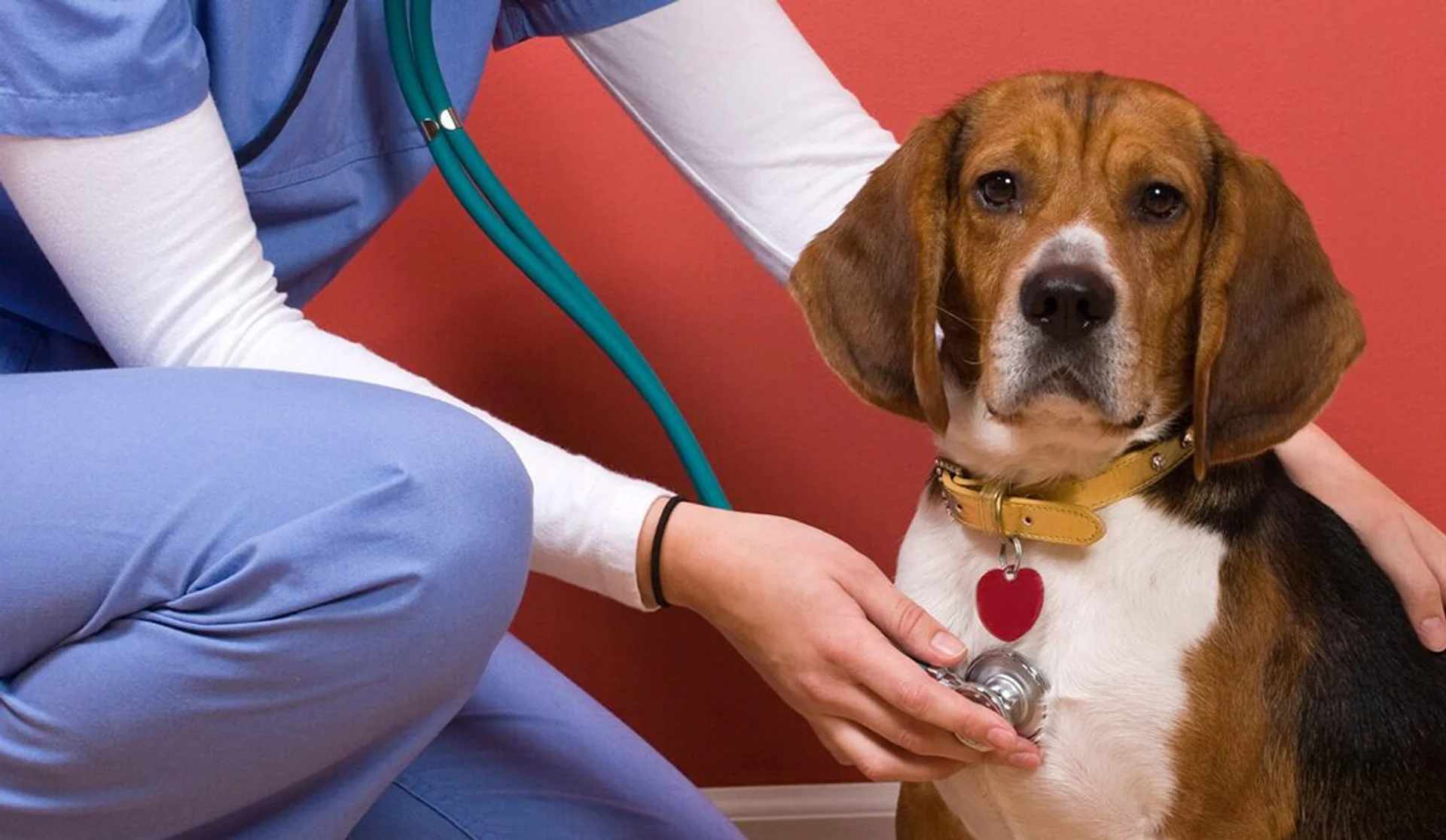 BEHIND THE SCENES: A DAY IN THE LIFE OF A VETERINARY TECHNICIAN