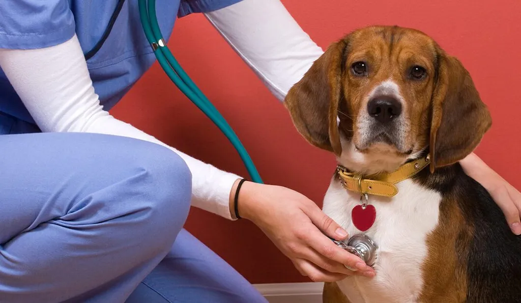 BEHIND THE SCENES: A DAY IN THE LIFE OF A VETERINARY TECHNICIAN