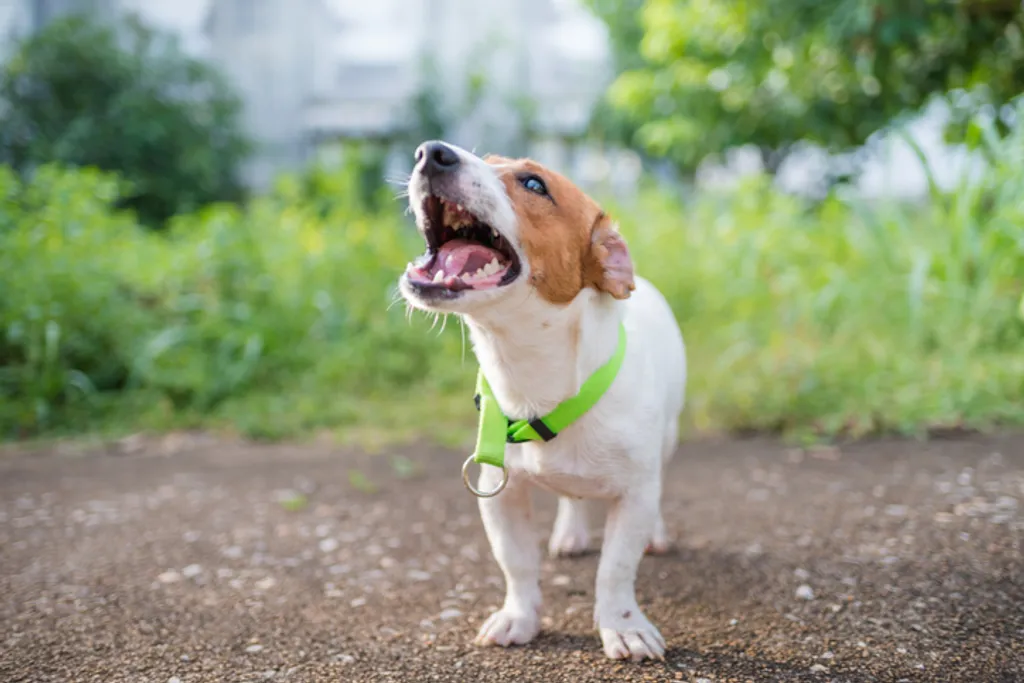 How To Stop My Dog From Barking?