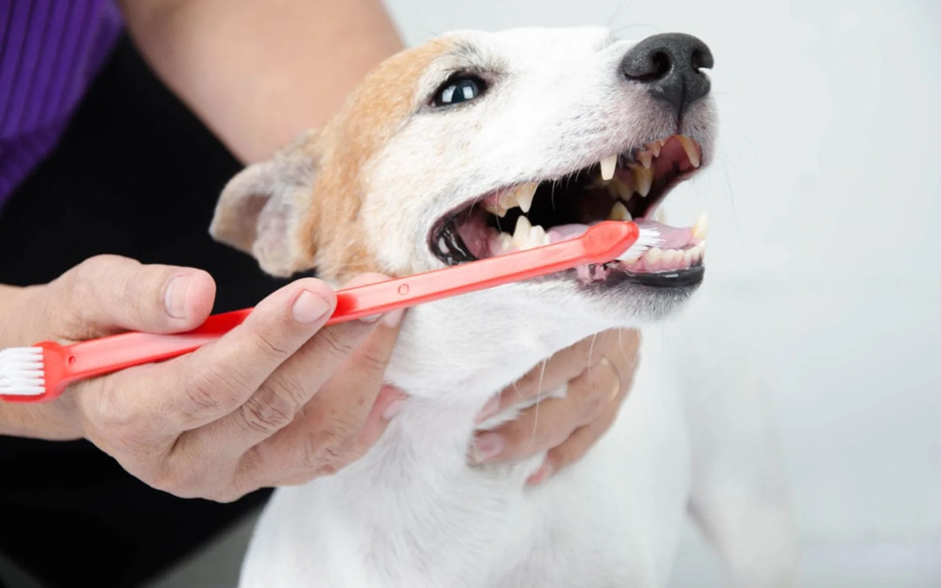 Dental Care