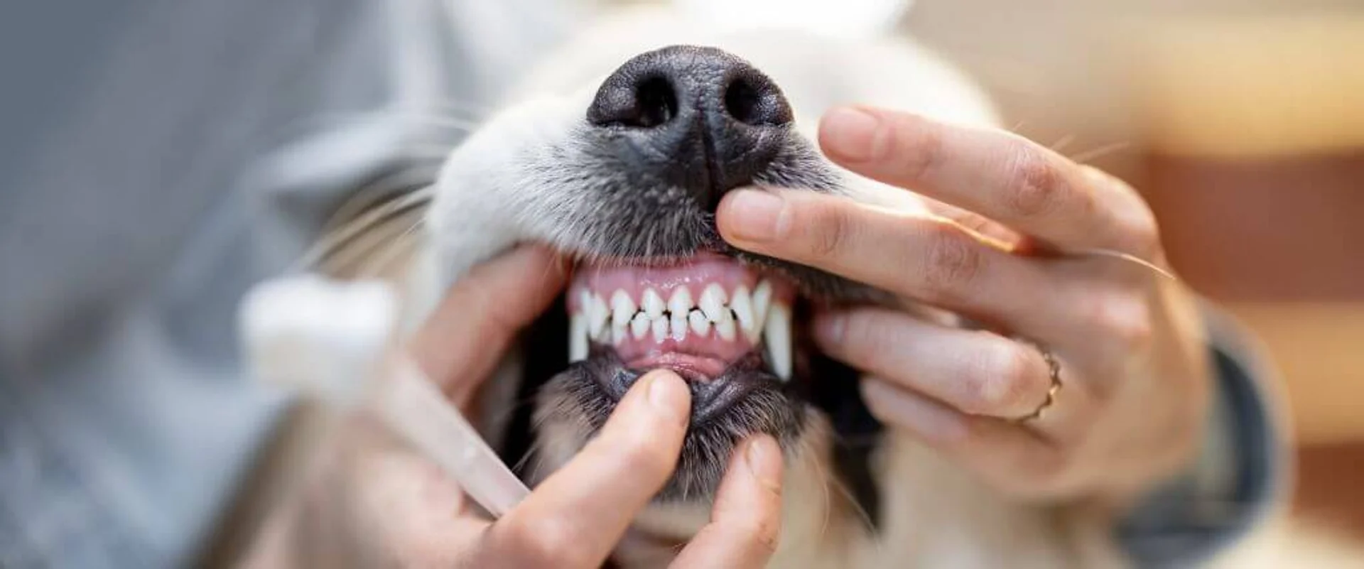 The Ultimate Dog Dental Guide: Nurturing Your Canine's Canines