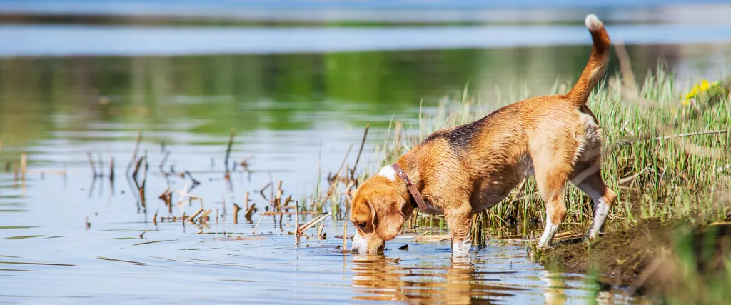 What Is Leptospirosis And How It Can Affect Your Dog?