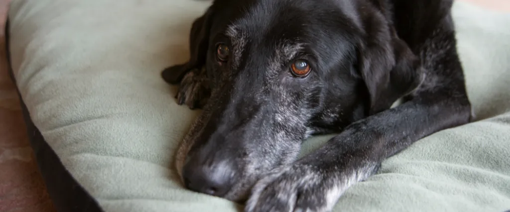 Cushing's Disease In Dogs