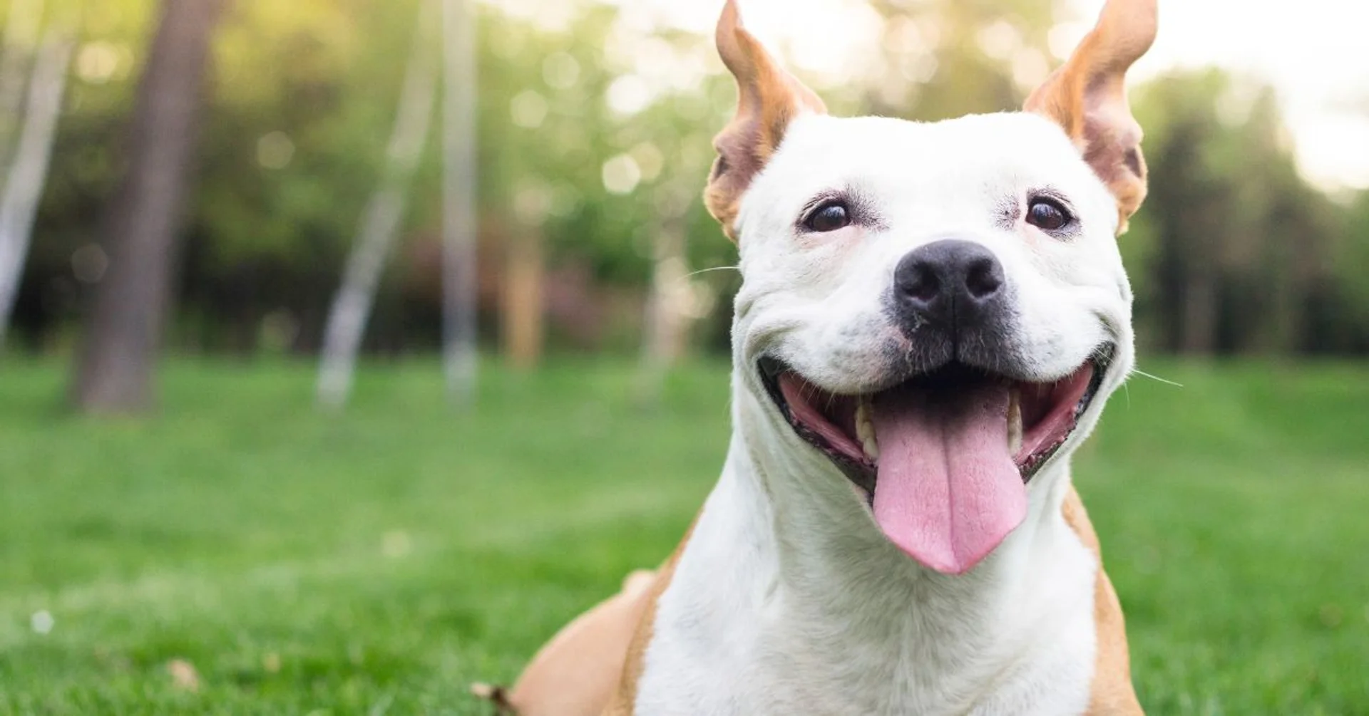 When to tell if a pet needs dental care?