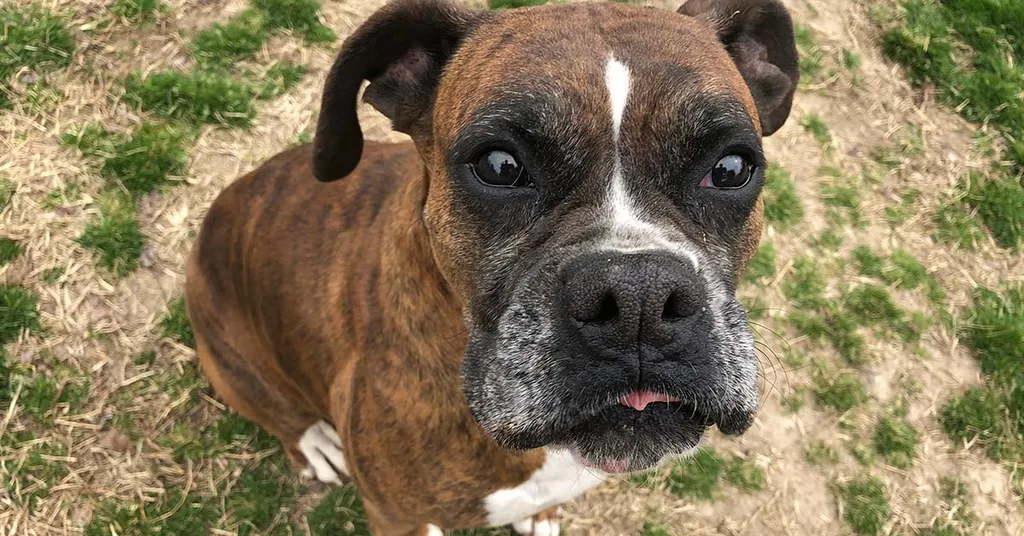 Signs My Dog or Cat Should Get a Tooth Extraction