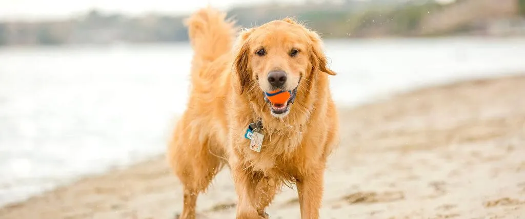Avoiding Water, Sand, and Algae Risks that Can Put a Damper on Your Dog's Summer Fun