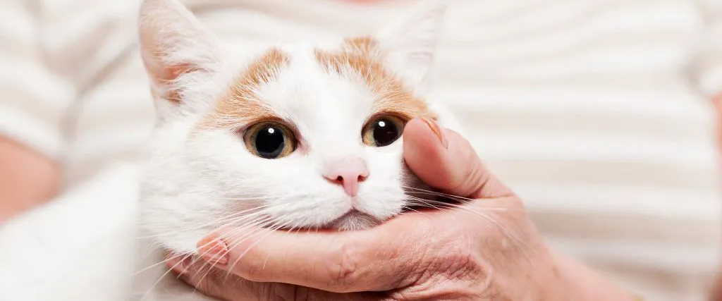 Kidney Disease In Cats - Renal Disease