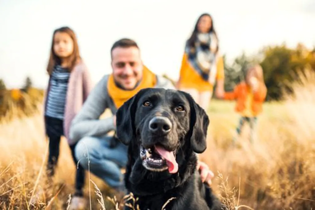 5 Fall Activities to Do With Your Pet