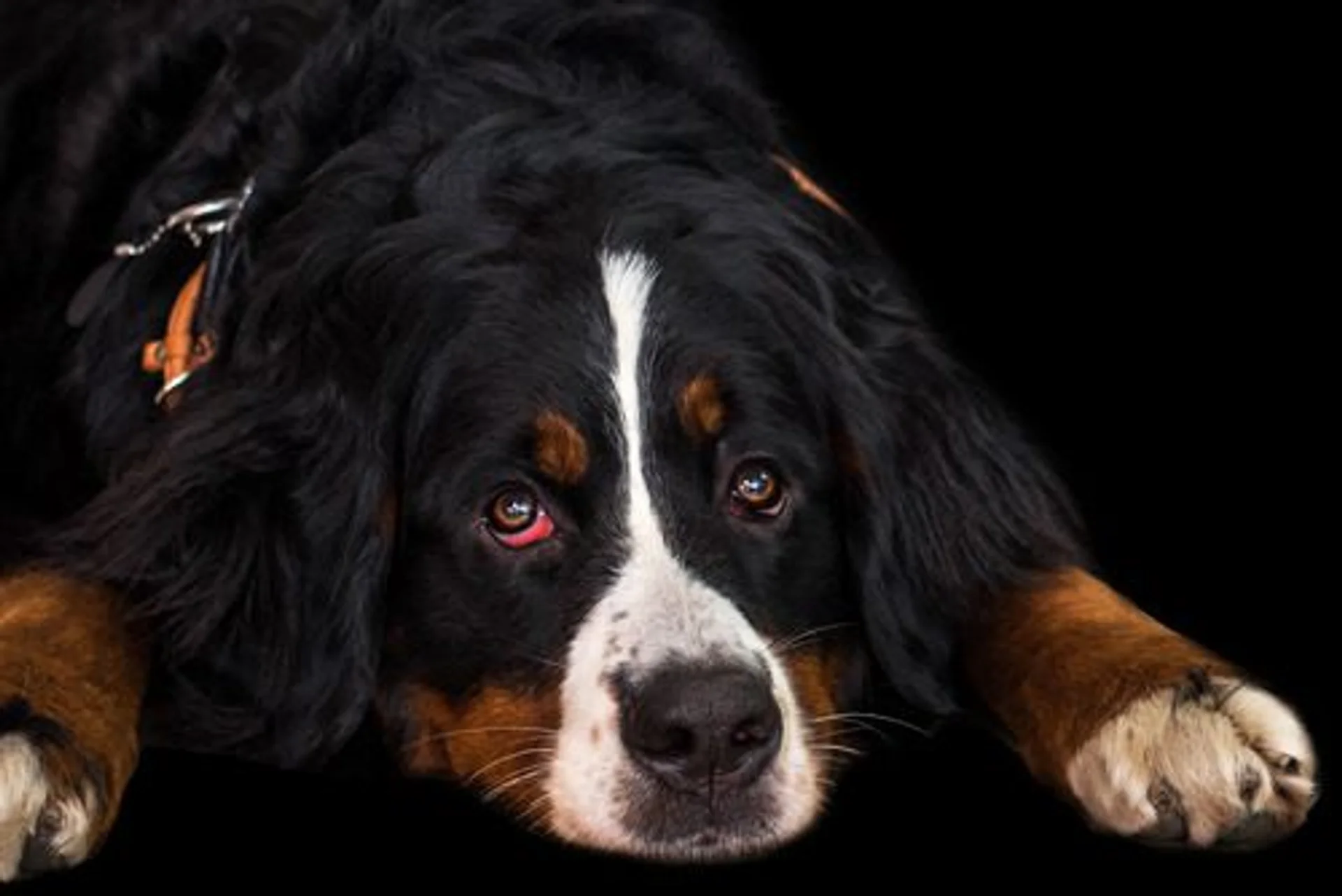 My Dogs Eye is Red: Should I Be Concerned?