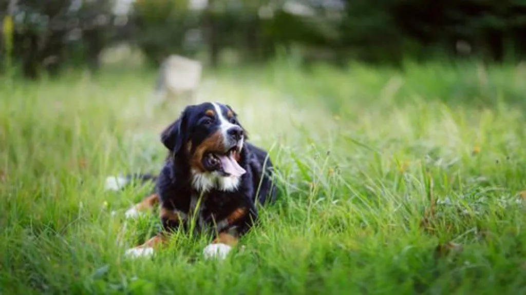 Signs of Heatstroke in Dogs: How You Can Prevent This