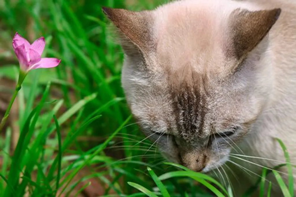 Common Household Items Poisonous to Pets