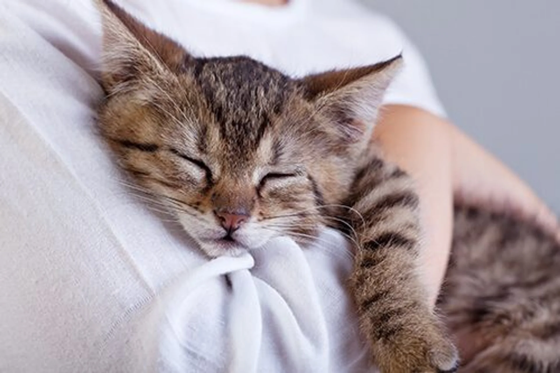Tips for First-Time Cat Owners
