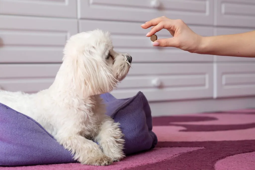 The Importance of Year-Round Flea & Tick Prevention