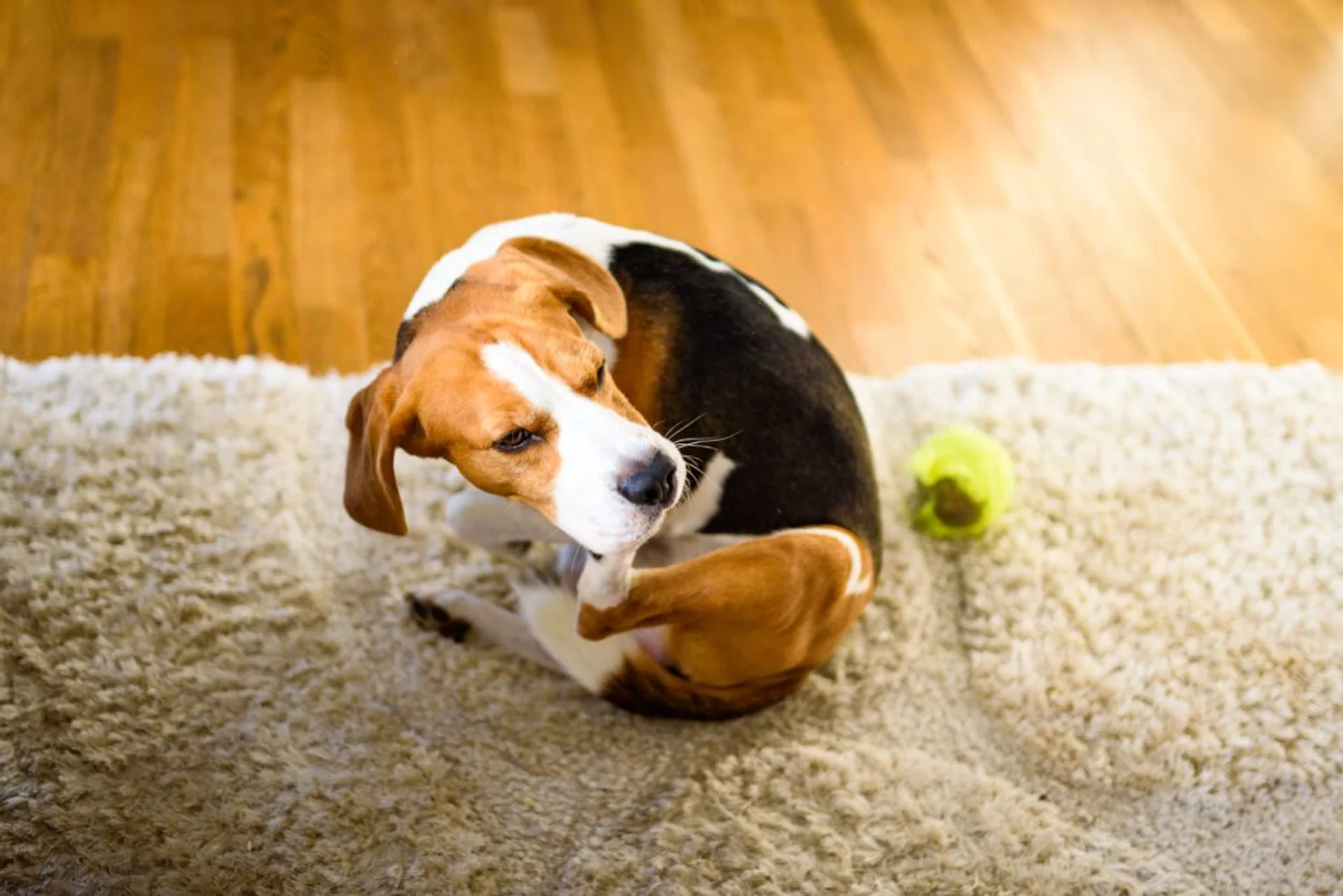 Can a Dog Get Fleas in the Winter?