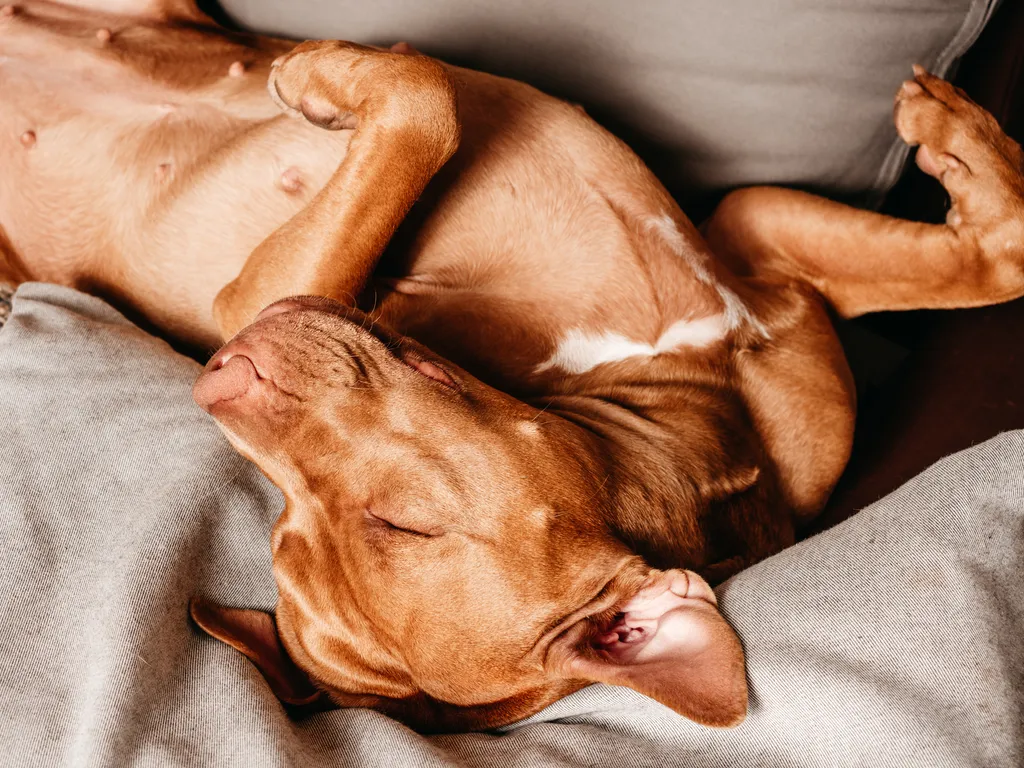 Why Do Some Dogs Sleep on Their Back?