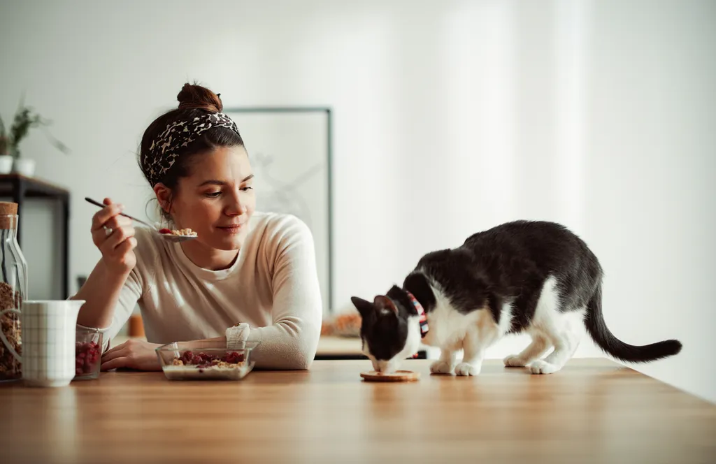 Can Cats Taste Something Sweet or Spicy?