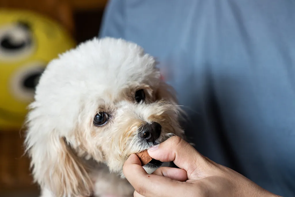 Why is Heartworm Prevention Important?