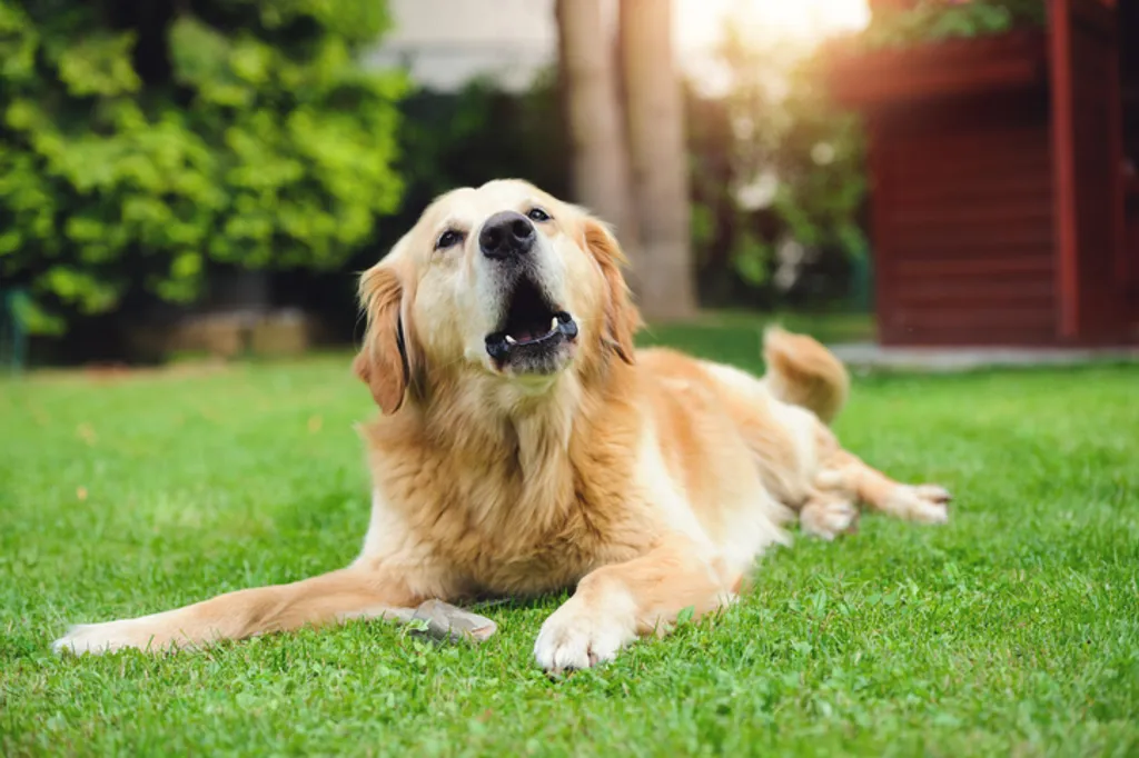 What Do Different Types of Dog Sounds Mean