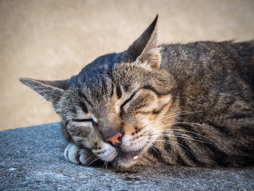 Why Does My Cat Drool?