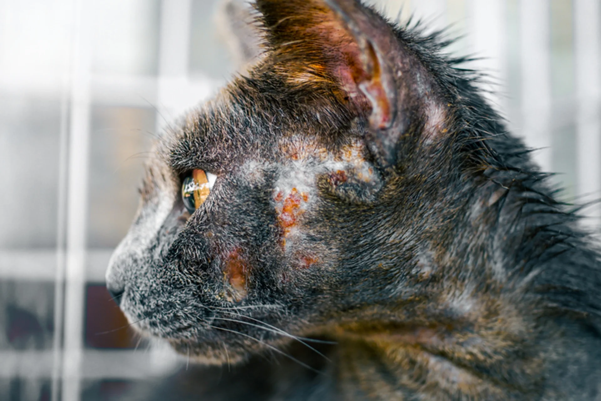 What You Need to Know about Ringworm in Cats?