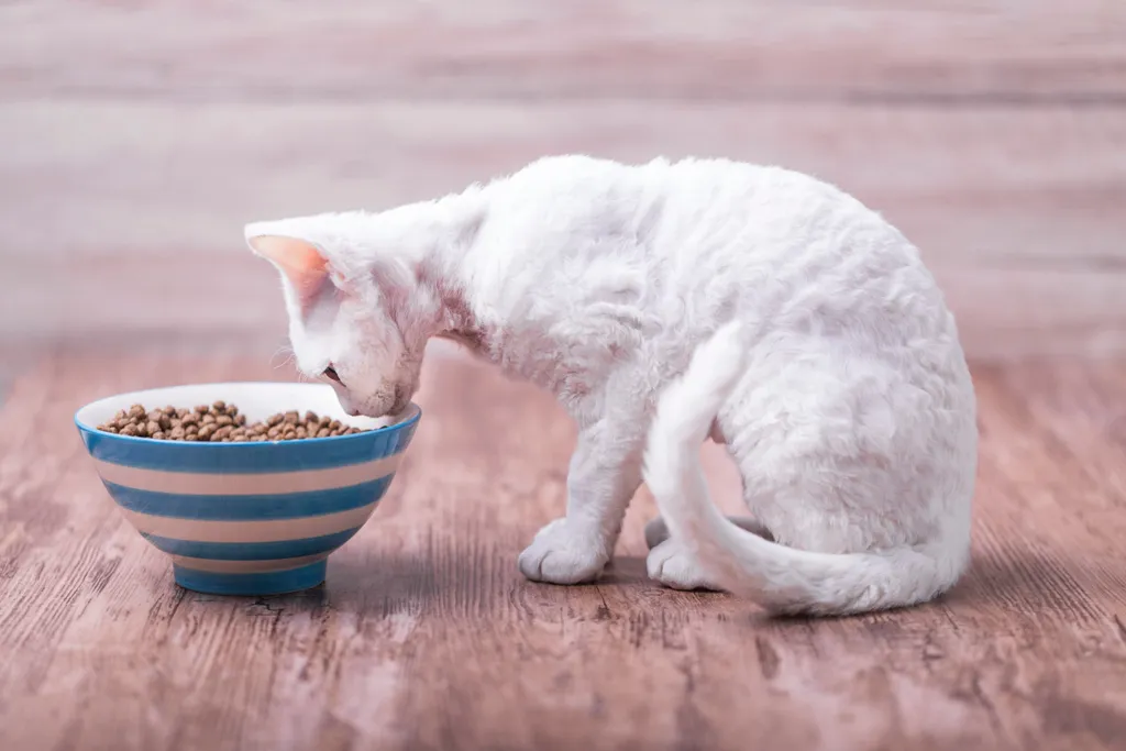 Feline Leukemia: Symptoms and Treatments for Cats