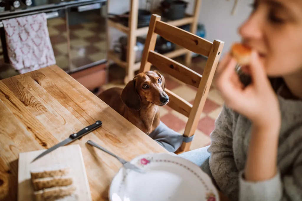 Why is my Dog Whining?