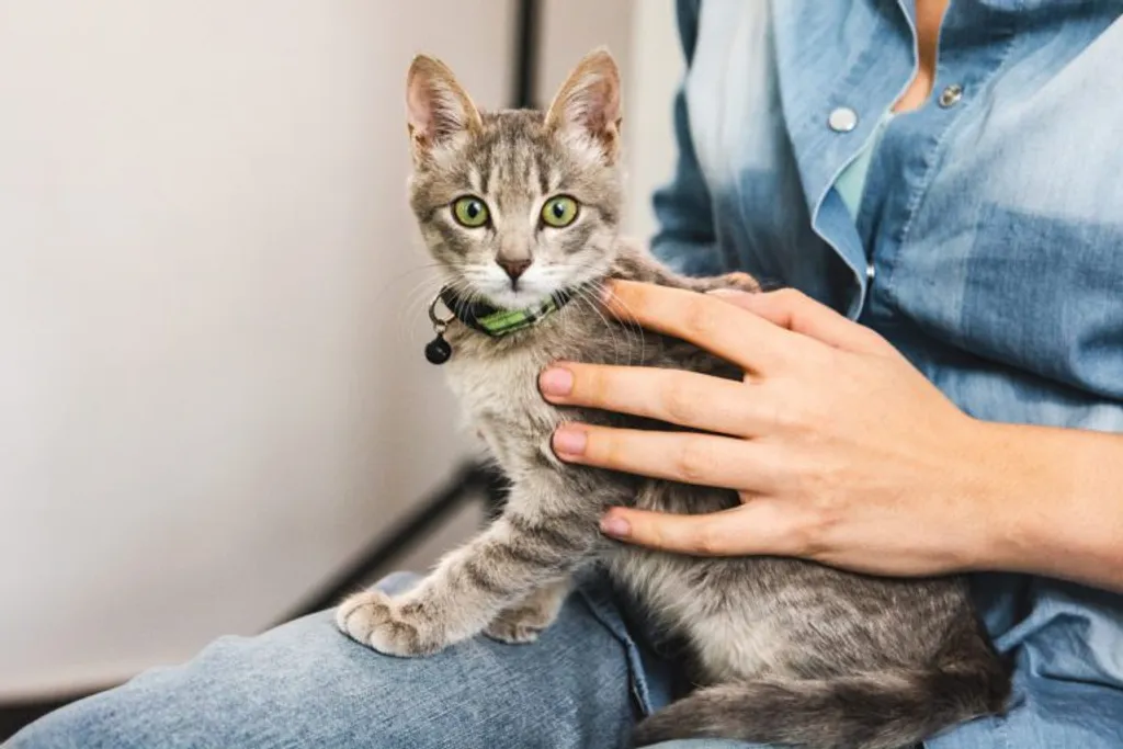 The First Steps of Becoming a New Cat Owner
