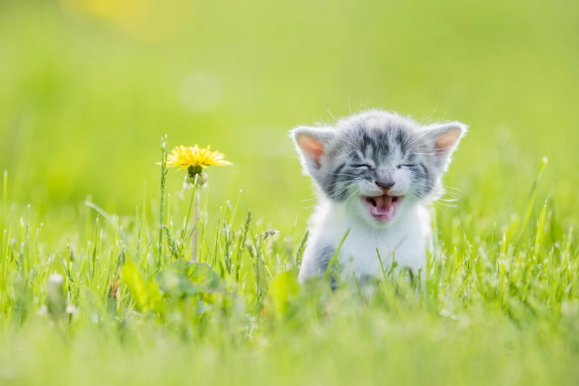 Why Do Cats Purr?