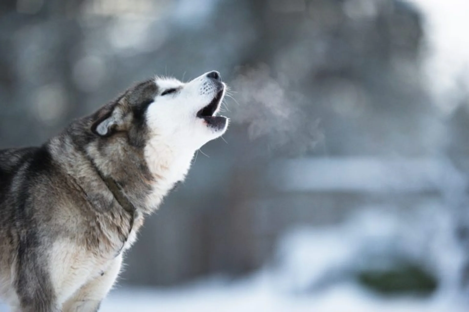 Dog Howling: What Does It Mean?