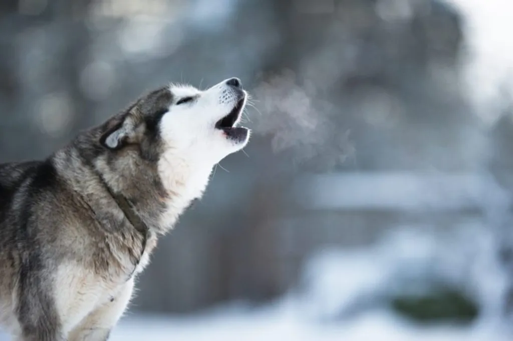 Dog Howling: What Does It Mean?