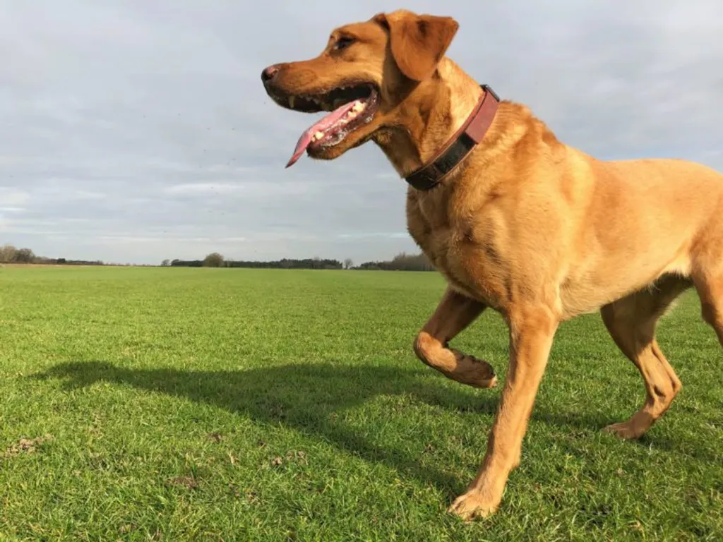 Why is My Dog Limping?