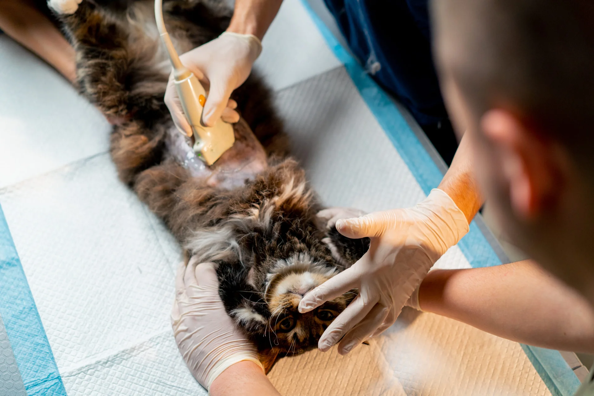 Diagnostic Testing