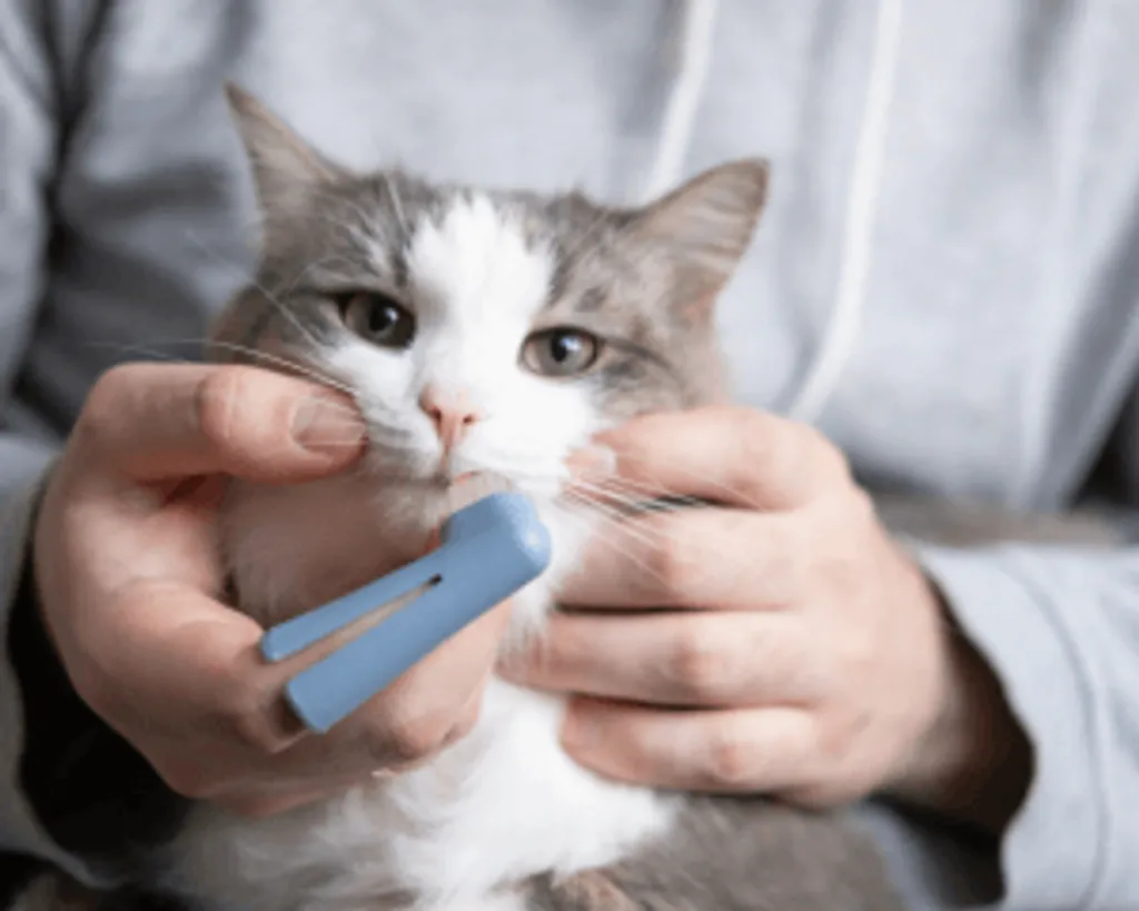 Dental Care