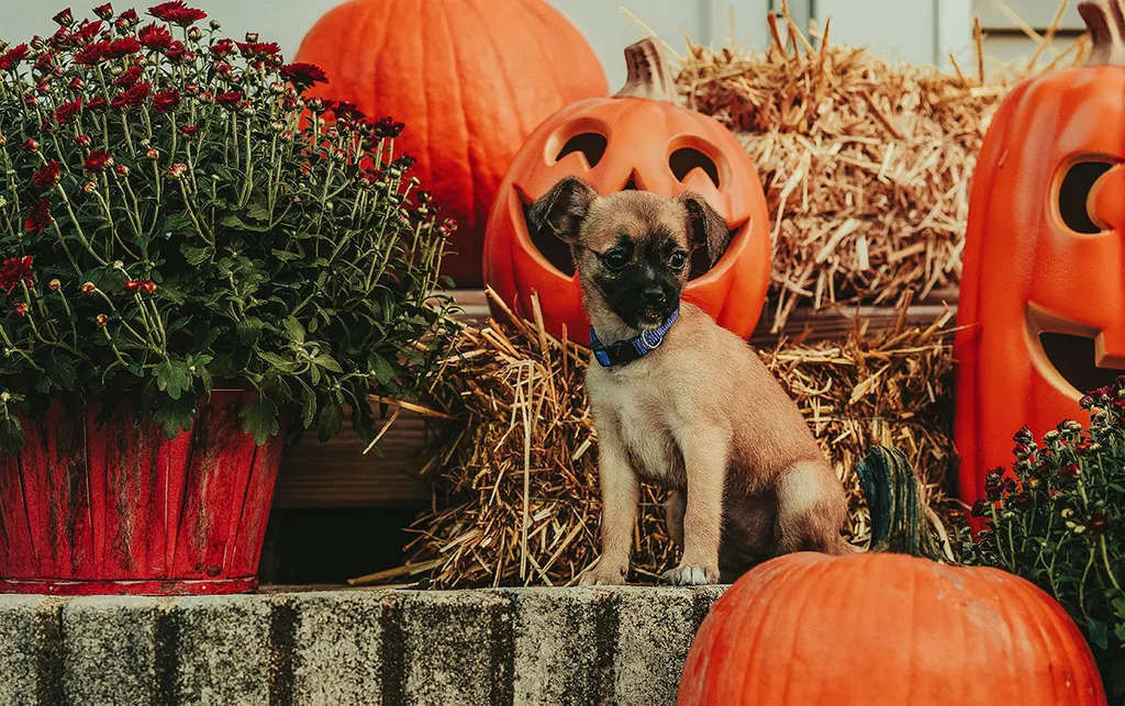 How to Help Your Pet Stay Calm This Halloween